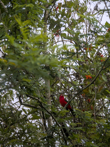 Brazilian Tanager