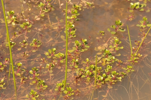 Lythrum portula, photograph 1