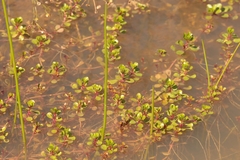 Lythrum portula, photograph (c) Sofia Voynovskaya, some rights reserved (CC BY)