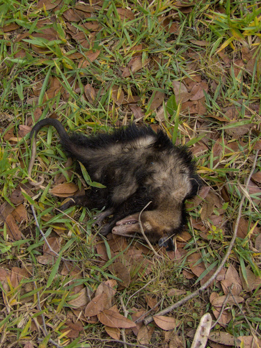 Big-eared Opossum