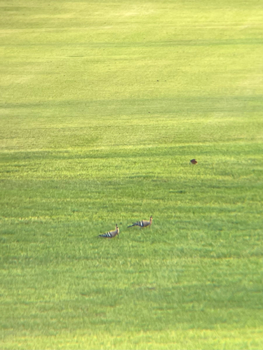 Common Hoopoe