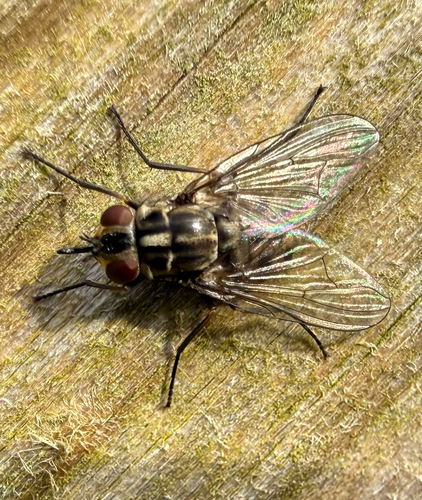 Stable Fly