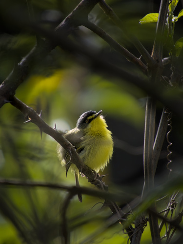 Gray-headed Tody-Flycatcher