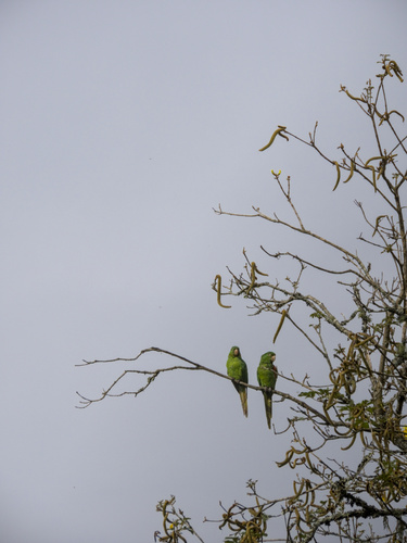 White-eyed Parakeet