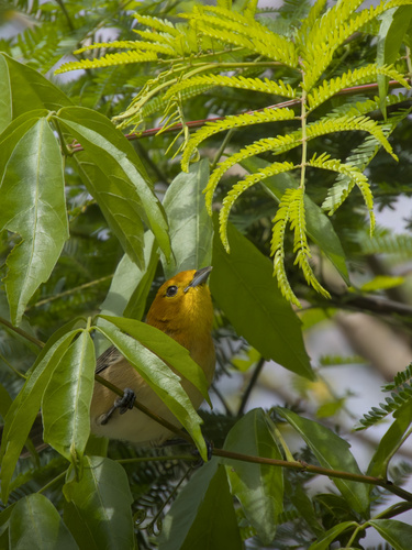 Orange-headed Tanager