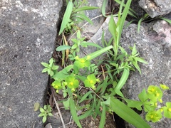 Euphorbia roemeriana
