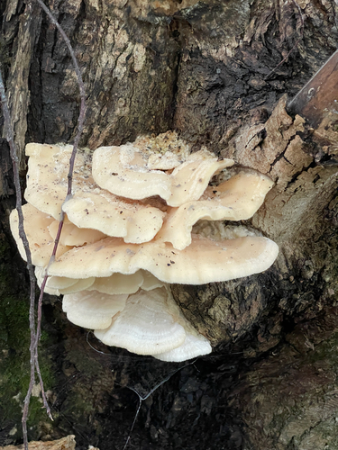 Northern Tooth