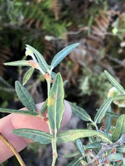 Rhynchosia leucoscias