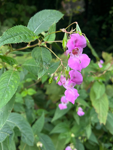 Himalayan balsam