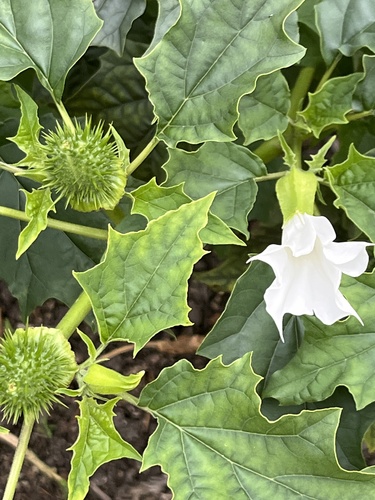 jimsonweed