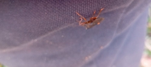 Forest Bug