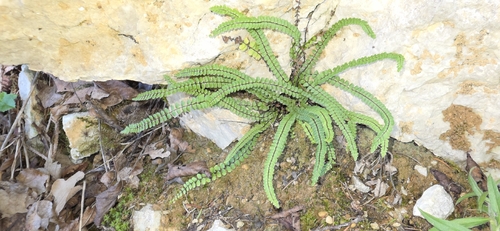maidenhair spleenwort