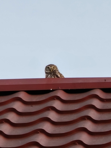 Little Owl