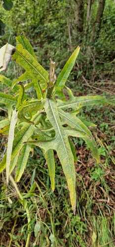 Marsh Sow-thistle