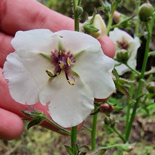 moth mullein