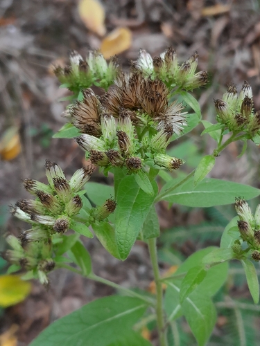 Ploughman's-spikenard