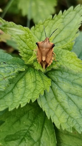 northern fruit bug