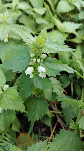 White deadnettle