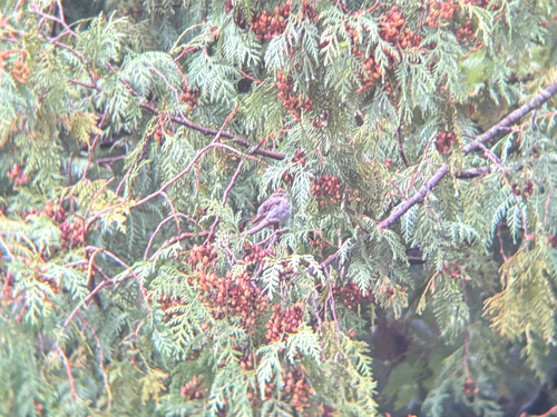 Chipping Sparrow