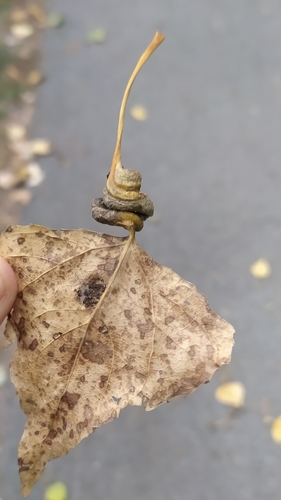 Poplar Spiral Gall Aphid