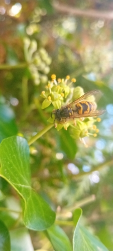 Common European Yellowjacket