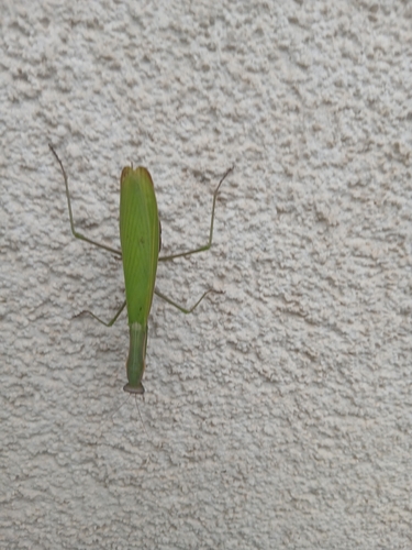 European Mantis