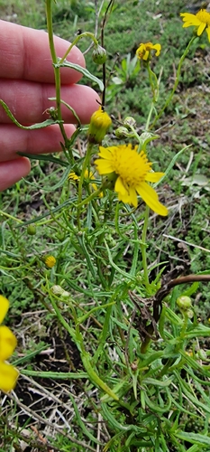 Narrow-leaved Ragwort
