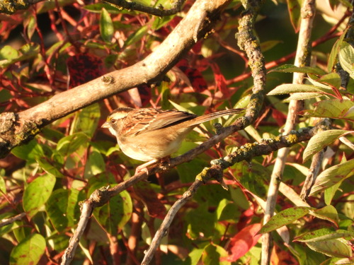 White-throated Sparrow