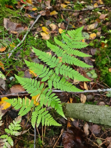 spinulose wood fern