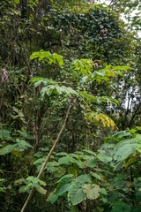 Cecropia obtusifolia