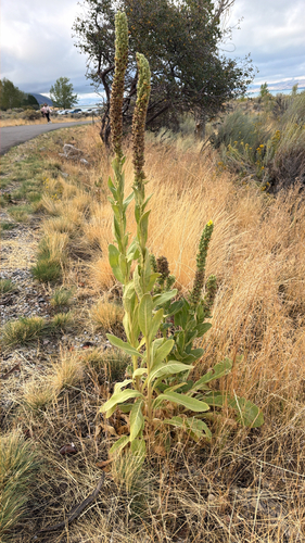 great mullein