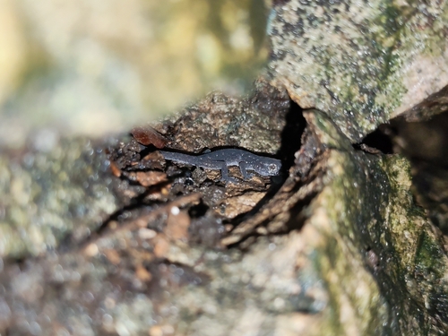 Cha-am Leaf-toed Gecko