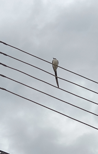 Fork-tailed Flycatcher