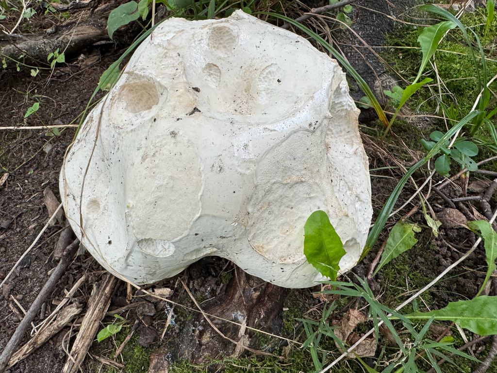 giant puffball · September 2026 · photo: Photo: (c) Michele Wiseman, some rights reserved (CC BY) · iNaturalist