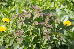 Lamium album