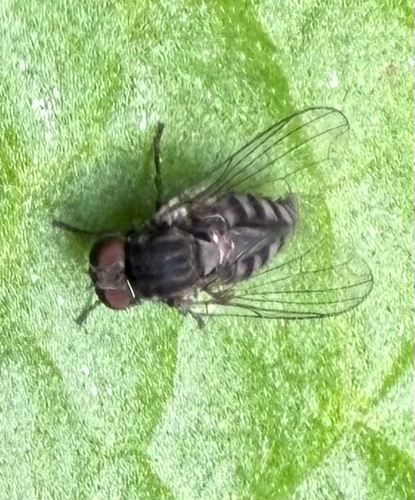 Lindneromyia dorsalis