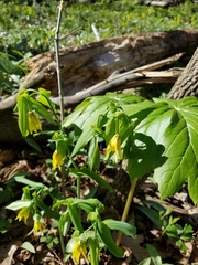 Uvularia grandiflora