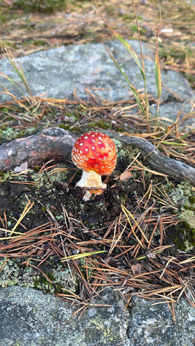 Fly Agaric