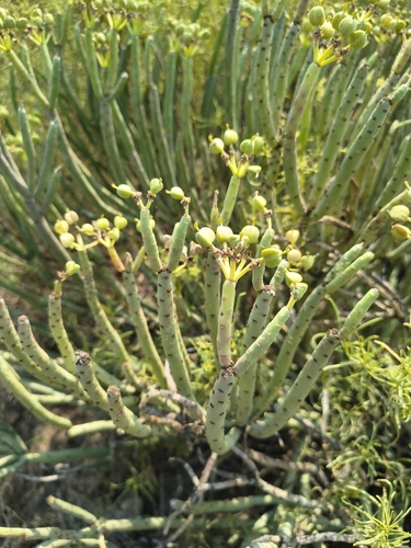 Euphorbia mauritanica