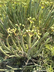 Euphorbia mauritanica, photograph (c) jeanjacquesgodon, some rights reserved (CC BY)