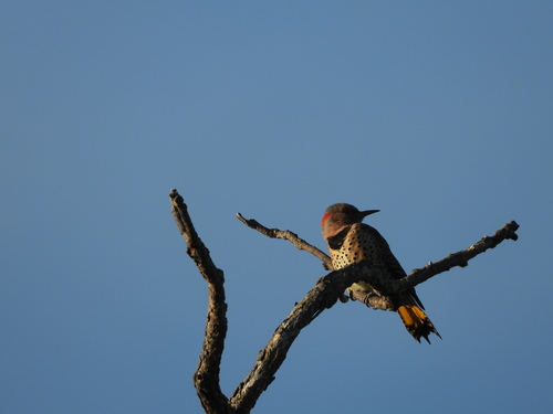 Northern Flicker