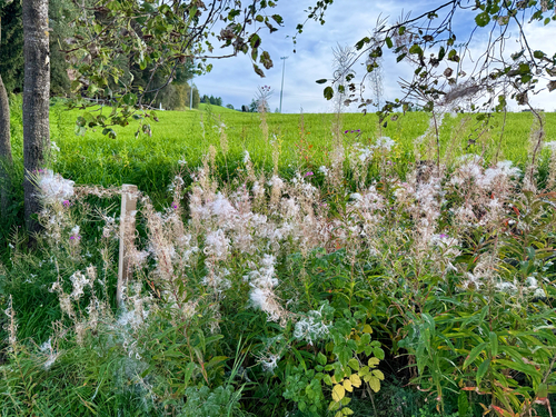 fireweed