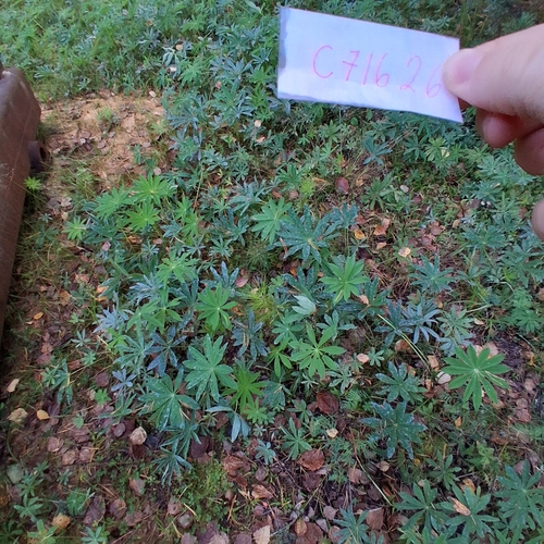 Large-leaved lupine