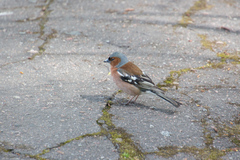 Fringilla coelebs