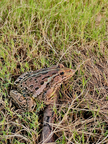 Indus Valley Bullfrog