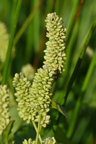 pale smartweed