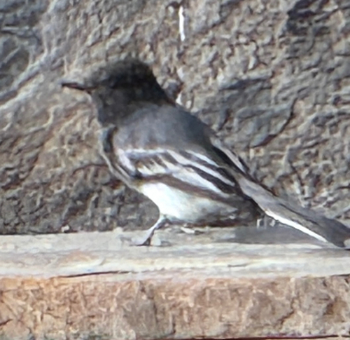 Black Phoebe
