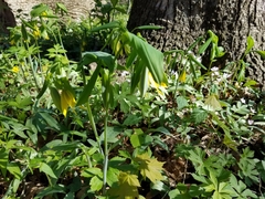 Uvularia grandiflora