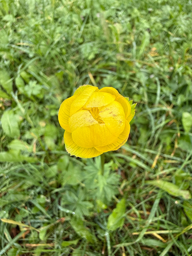 European Globeflower