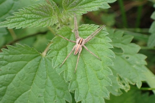 European Nursery Web spider